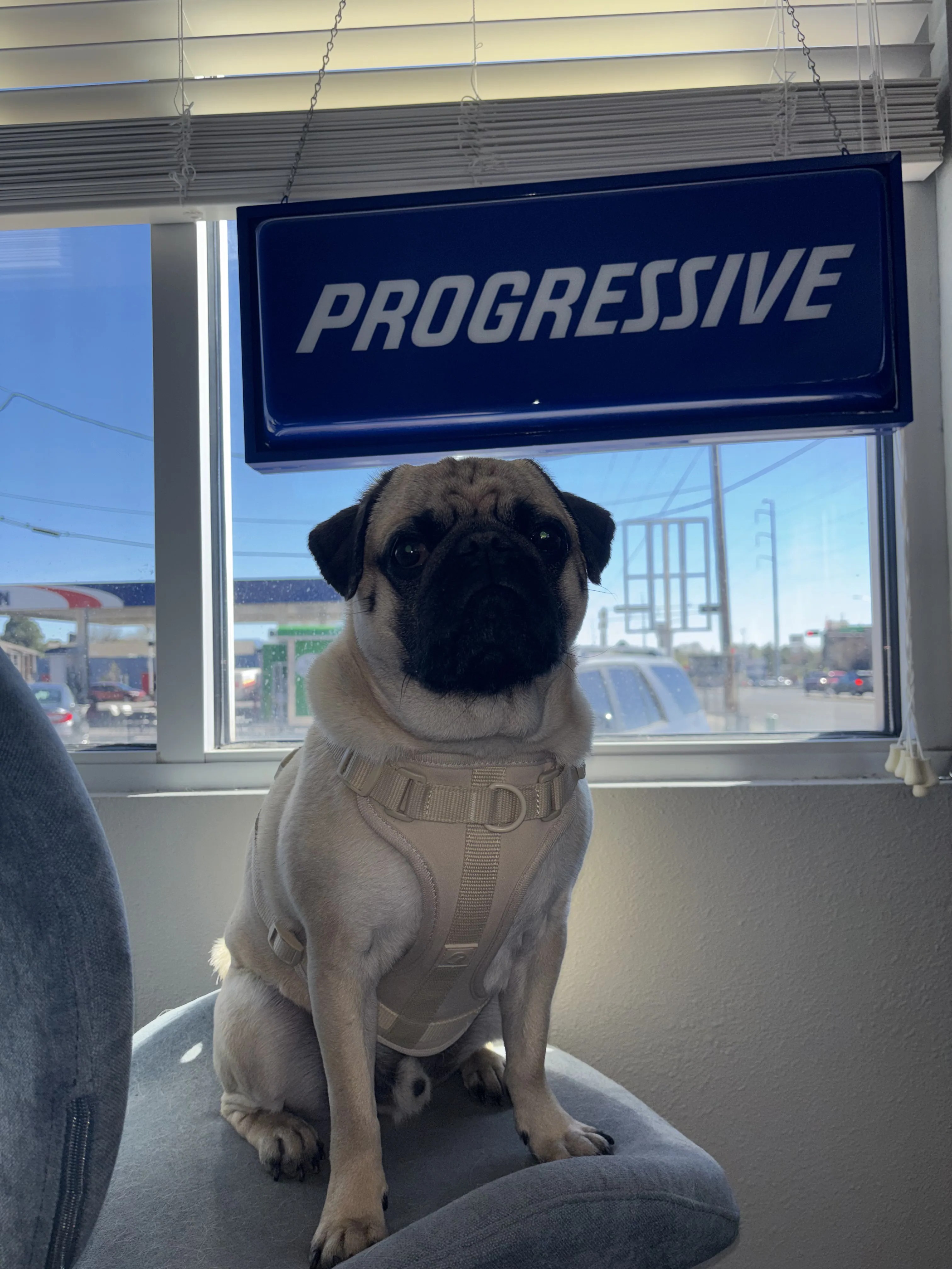 Carol Hoppe — American Affordable Insurance, Albuquerque NM